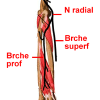 Anatomie du nerf radial (3)